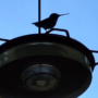 Messages from the Birds, New Moon, & Upcoming Events!