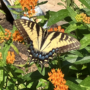 The Beauty of Monarch Butterflies & Full Moon!